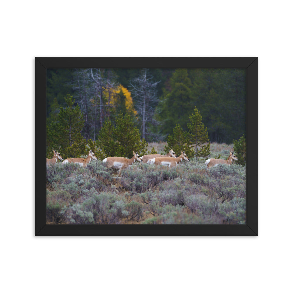 Yellowstone deers Framed poster