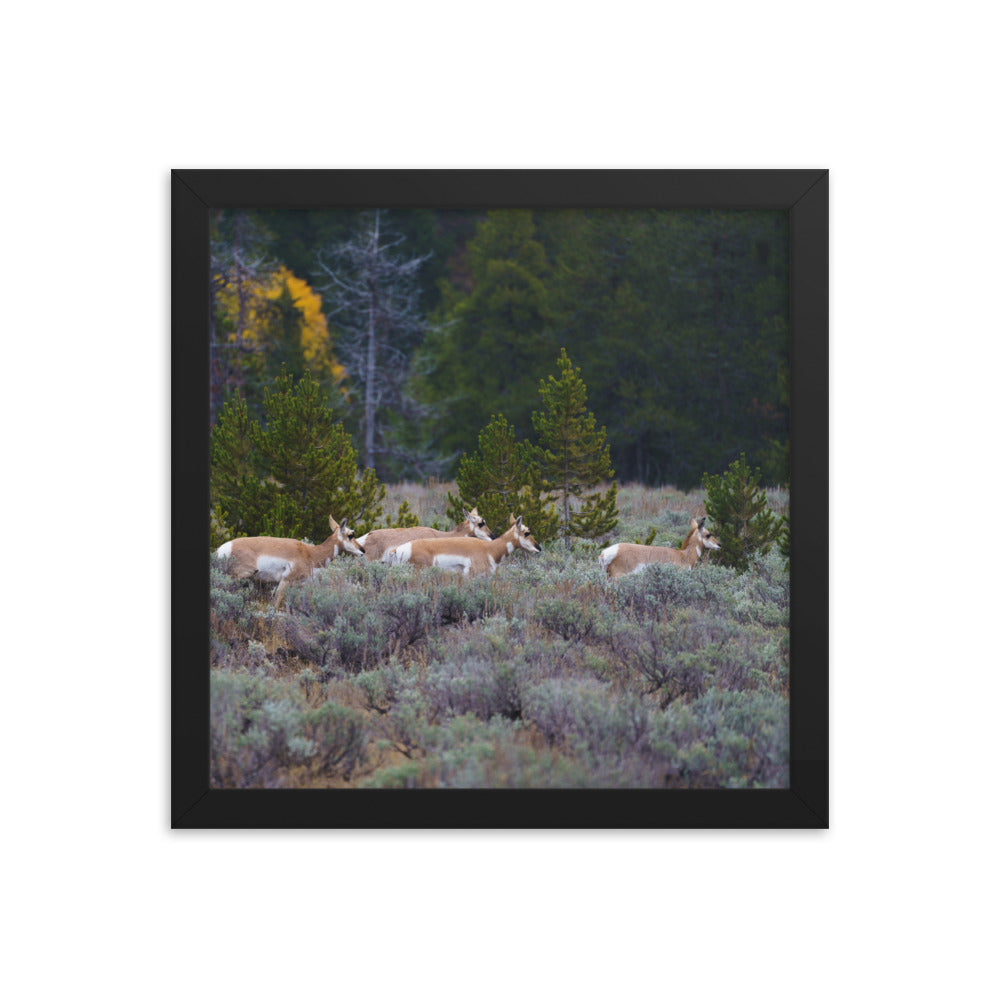 Yellowstone deers Framed poster