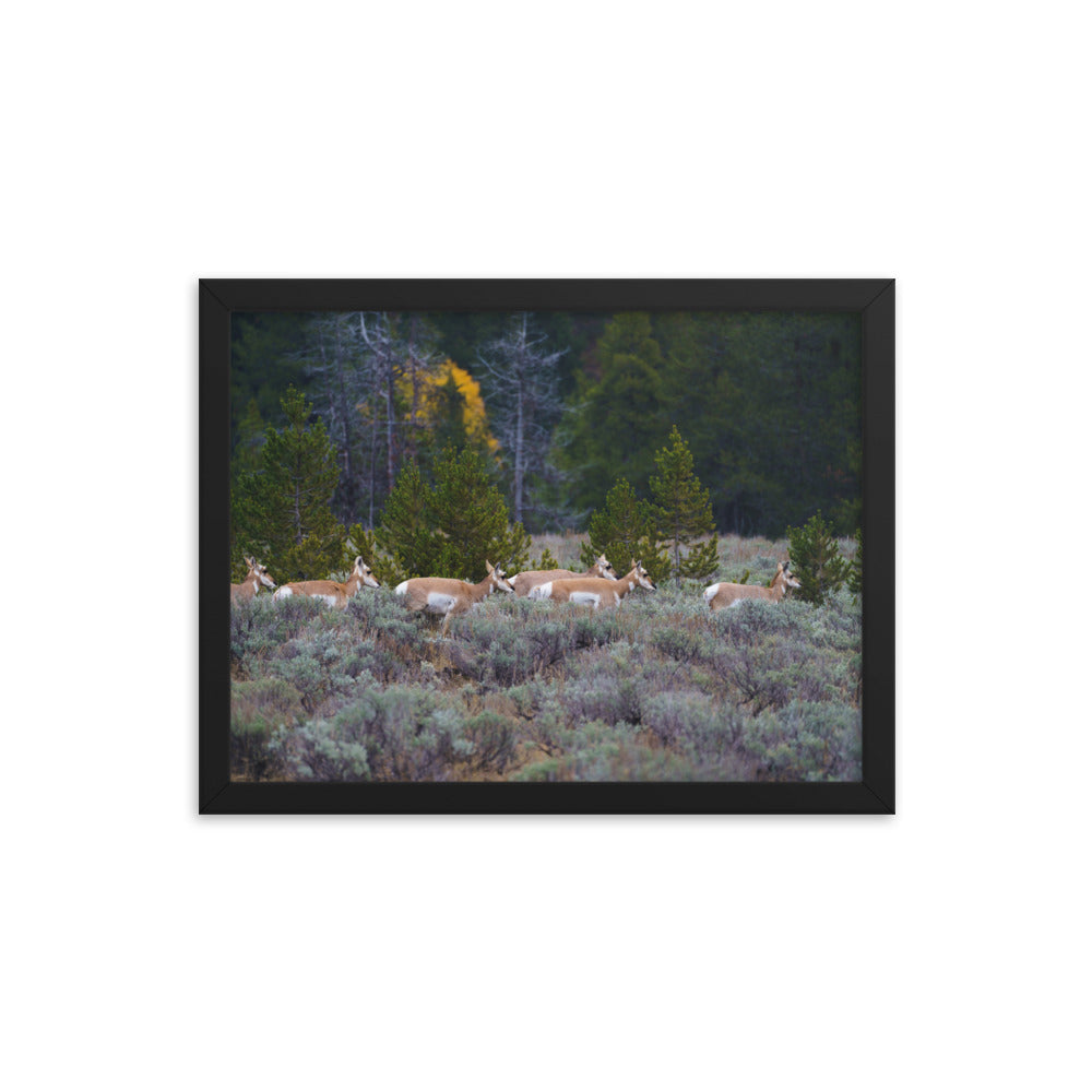 Yellowstone deers Framed poster