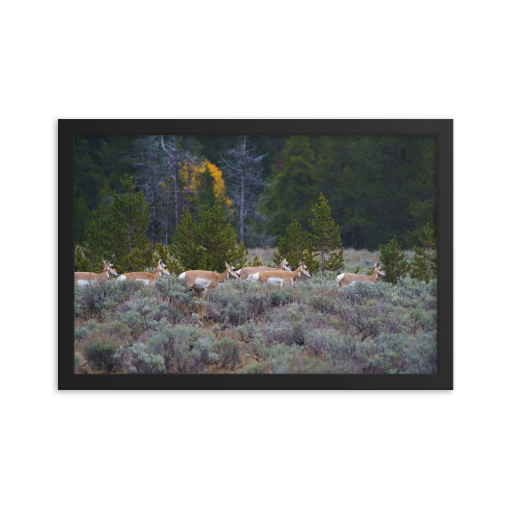 Yellowstone deers Framed poster