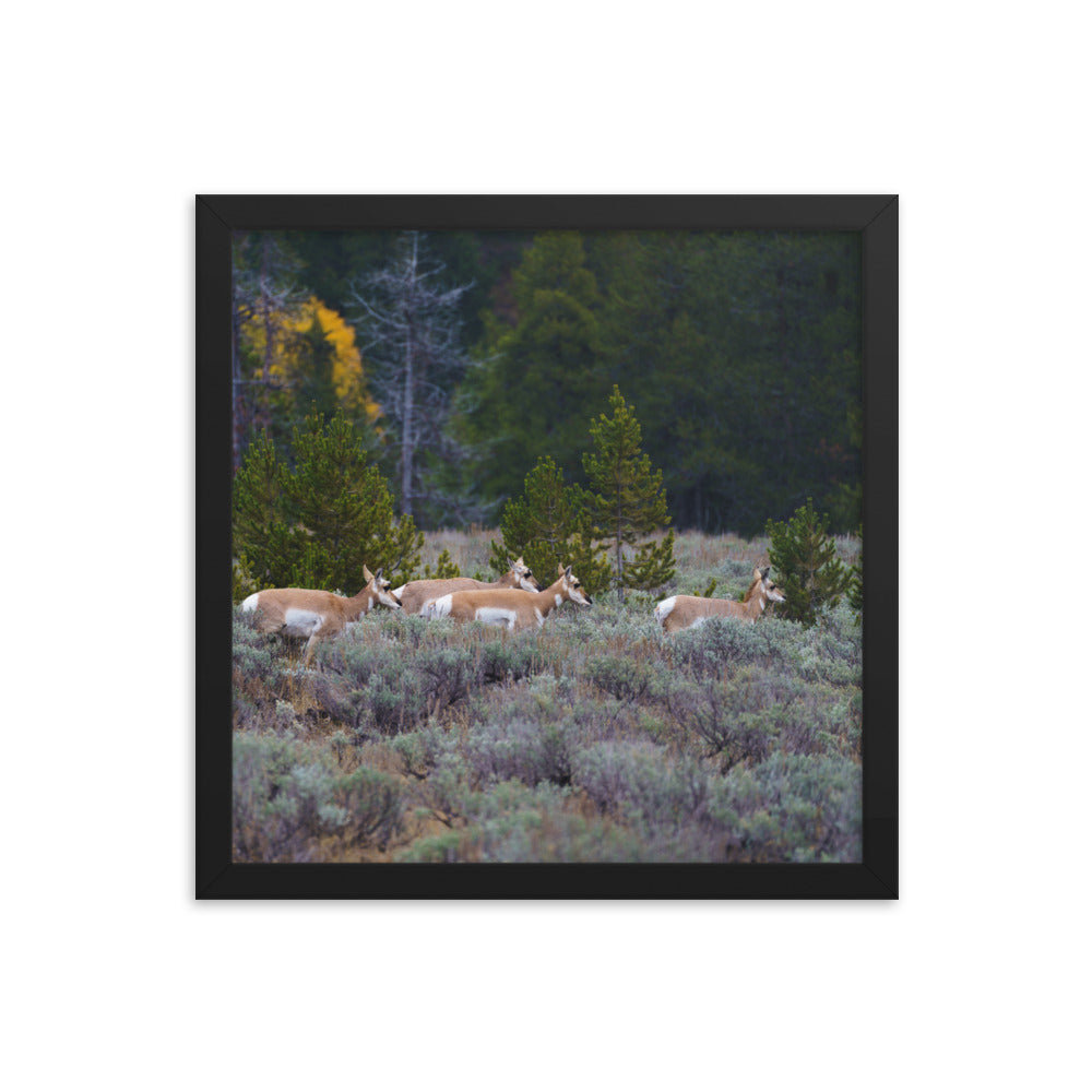 Yellowstone deers Framed poster