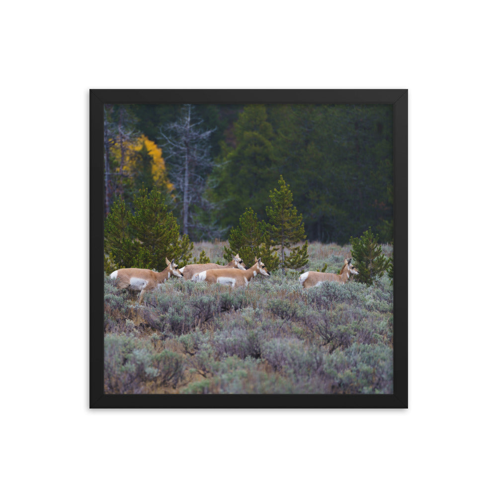 Yellowstone deers Framed poster