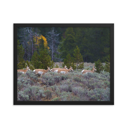 Yellowstone deers Framed poster