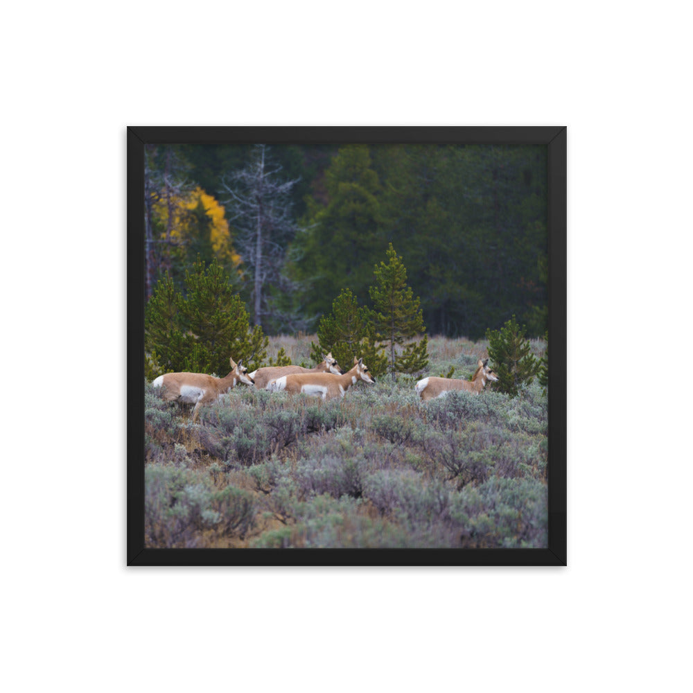 Yellowstone deers Framed poster