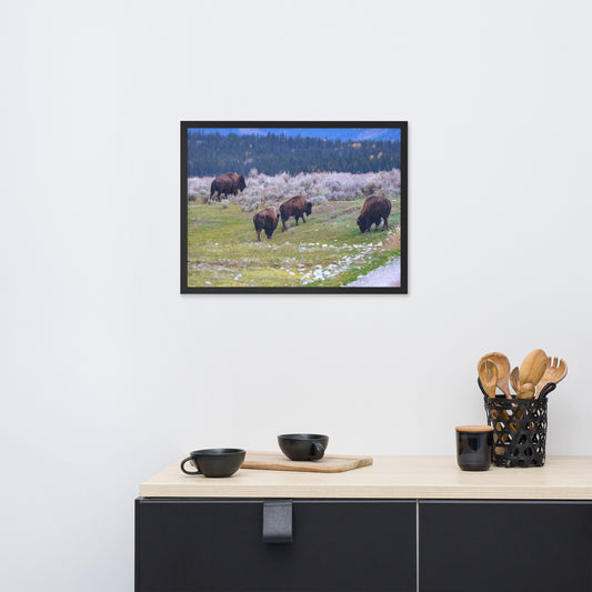 Yellowstone bison Framed poster