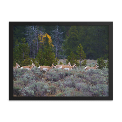 Yellowstone deers Framed poster