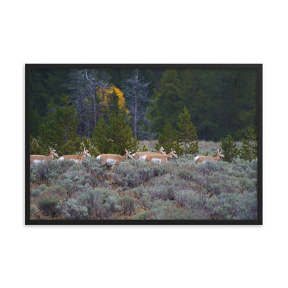 Yellowstone deers Framed poster