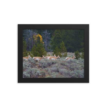 Yellowstone deers Framed poster