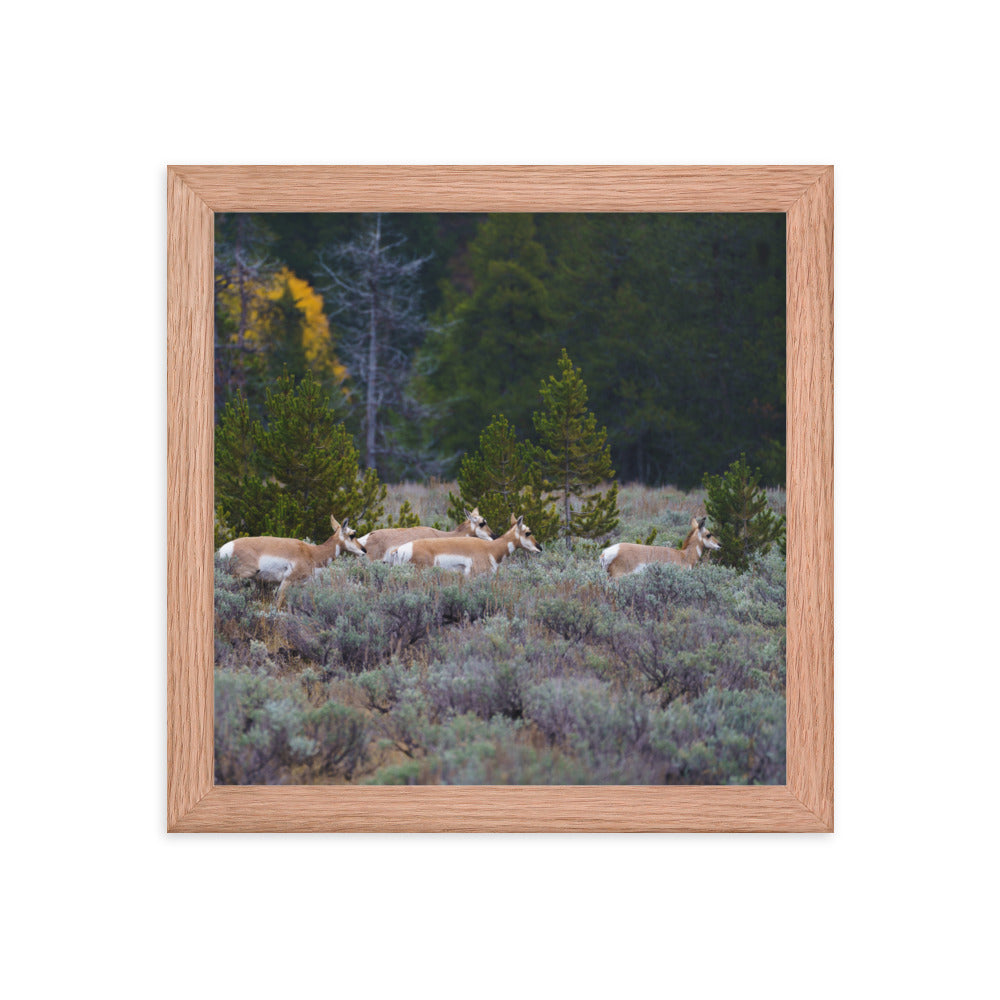 Yellowstone deers Framed poster