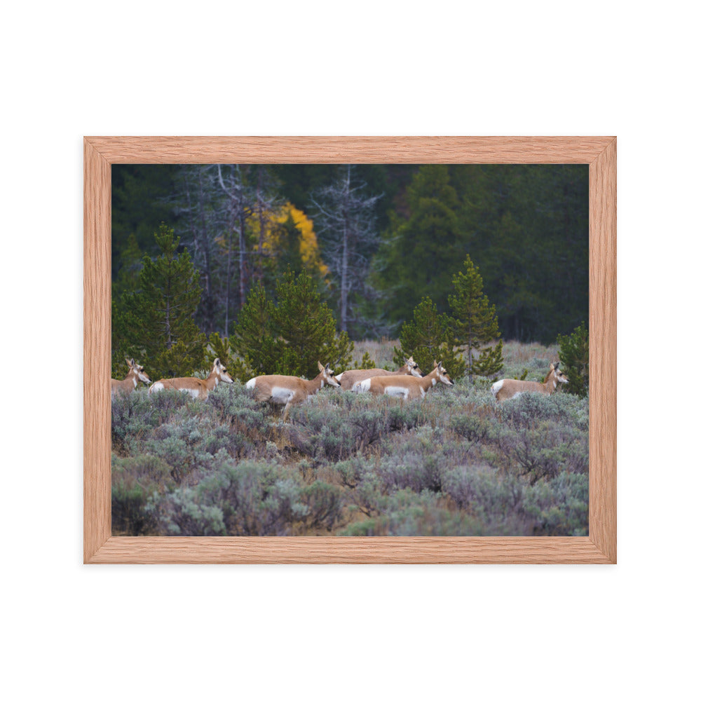 Yellowstone deers Framed poster