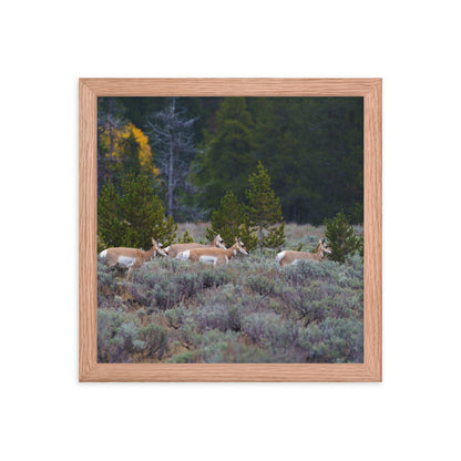 Yellowstone deers Framed poster