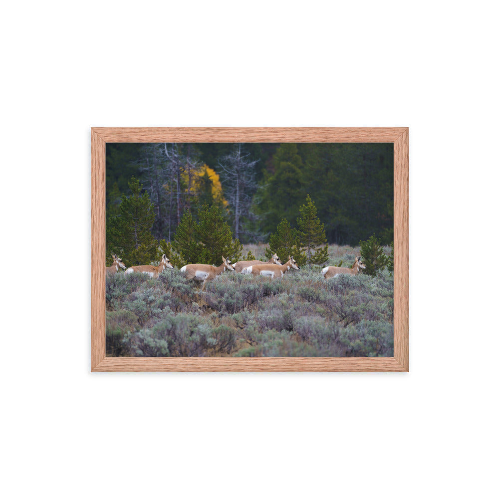 Yellowstone deers Framed poster