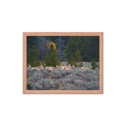 Yellowstone deers Framed poster