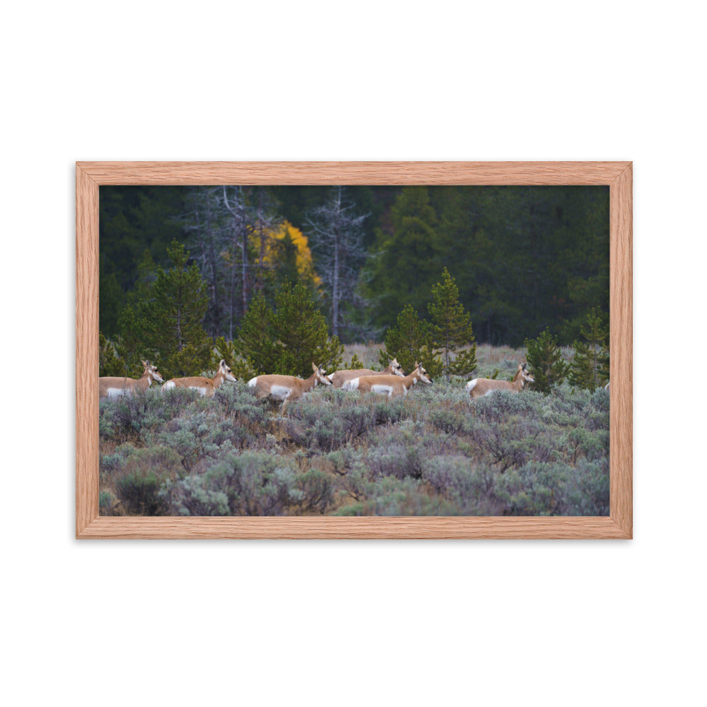 Yellowstone deers Framed poster