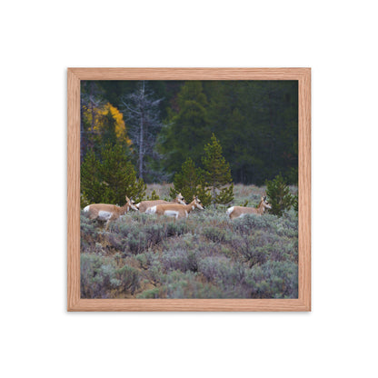 Yellowstone deers Framed poster