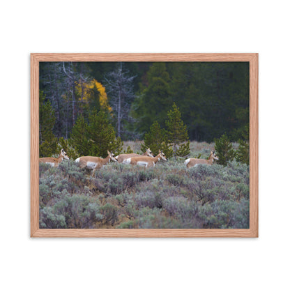 Yellowstone deers Framed poster