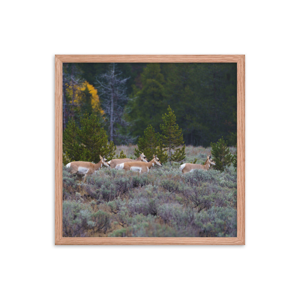 Yellowstone deers Framed poster