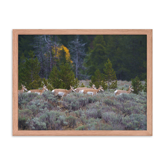 Yellowstone deers Framed poster