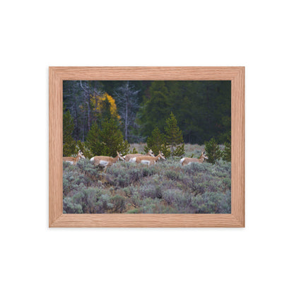 Yellowstone deers Framed poster